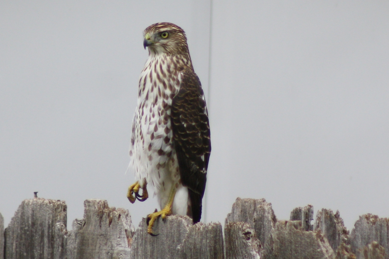 Cooper's Hawk